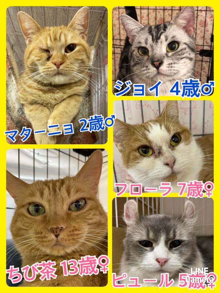 🐾今日の里親様募集中ニャンコ🐱メンバーです🐾2021,3,25